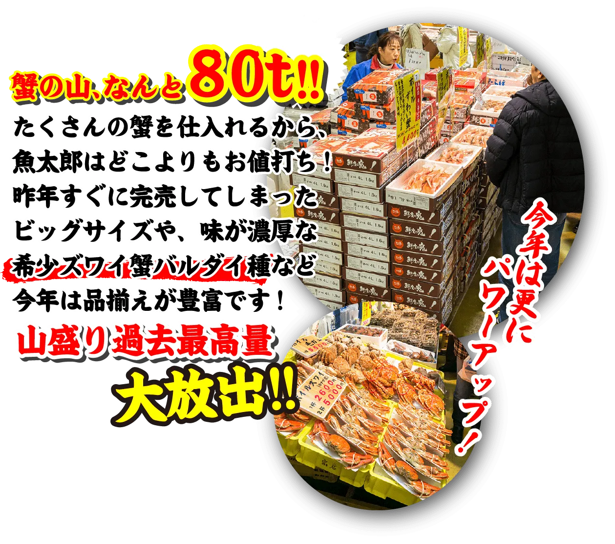 蟹の山、なんと80t!!たくさんの蟹を仕入れるから、魚太郎はどこよりもお値打ち!昨年すぐに完売してしまったビッグサイズや、味が濃厚な希少ズワイ蟹バルダイ種など今年は品揃えが豊富です!山盛り過去最高量大放出!!今年は更にパワーアップ！