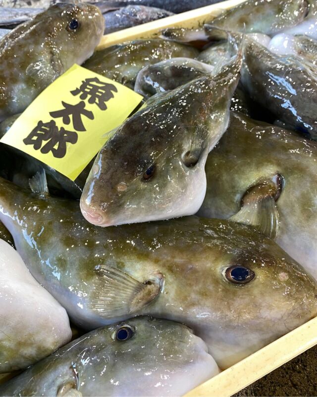 魚太郎本店は海の真ん前にある
魚のパラダイス！
@uotaro.honten　は鮮魚市場と3つの飲食施設（浜焼きBBQ+魚食堂＋海鮮丼屋台）が併設した、鮮度にこだわる魚屋です🐟  知多半島の主要漁港4つでセリ権を持っています
【セリ権】ピンとこないかもしれませんが  一般的に販売されている魚は、地方の漁港で水揚げされてから
中央卸市場に仲買人を通じて運ばれ、セリにかかり一般的に販売する業者が
仕入れをするという流れです。セリ権がない場合はそのため、地方漁港で水揚げ後日にちが経過した魚ということ。  魚太郎は地元の漁港で毎日、水揚げ後すぐにセリ落とし、自ら販売するため
鮮魚市場にはピカピカの鮮度の地魚が並びます。  3つの飲食施設（浜焼きBBQ+魚食堂＋海鮮丼屋台）でももちろんこの鮮度バリバリの地魚を扱います。  俺たちは【セリ権を持ち】【鮮度】にこだわる魚屋なのです。  ●知多半島は天然ふぐの名産地
いろんな河豚が獲れるので、浜焼きバーベキューではホイル包みにしたりします。
安価な河豚もあるので、手ごろに楽しめます。  ●知多半島のさわらは秋が旬
ブランド化出来るほど、地元で獲れる秋のサワラは格別に旨い！と俺たちは思っています。鮮度がいいからこそ、まるでトロのような刺身が旨い！秋のこの季節を1年間ずっと楽しみにしていました。  ●さっきまで泳いでいた！真いわし
10月中旬ごろまでの水揚げが予想されます、漁港からわずか15分の魚太郎本店では、驚きの鮮度で真いわしを販売します。販売は海次第、毎日あるとは限りませんが、刺身が本当においしいのでぜひ食べて欲しいです☺  @uotaro.honten 
魚屋×BBQ　魚太郎の情報をお見逃しなく～  鮮魚市場の魚太郎も
魚太郎浜焼きバーベキューへのコメントもお待ちしています！  ————————————
魚太郎本店
📌浜焼きバーベキュー　
⏰営業時間　
　平日：10：00-16：30（受付最終/14：30）
　土日祝：10：00-17：00（受付最終/15：00）
📞0569-82-6212
📲予約は公式HPから/お電話でもOK
※予約は前日16時まで、予約なし当日受付OK
予約なしでもご来店お待ちしています😉  🅿600台無料
👉併設の　巨大鮮魚市場には海産物が400種以上！
📞0569-82-6188
🐟毎日の水揚げによって地魚などは品揃えが変動します
🐟毎日の魚の入荷情報は公式HPと公式Xにて毎日更新
👉併設の　市場食堂は魚食堂おいしい刺身定食ならここ
📞0569-84-8866
👉併設の　旨いもの屋台では気軽に海鮮丼ランチ  #魚太郎　#魚太郎浜焼きバーベキュー 　#愛知おでかけ　#知多半島おでかけ　#浜焼きバーベキュー　#いわしの刺身　#サワラの刺身 　#愛知有名スポット 　#愛知グルメ #鮮度にこだわる魚屋　#天然ふぐ　#セリ権を持つお店