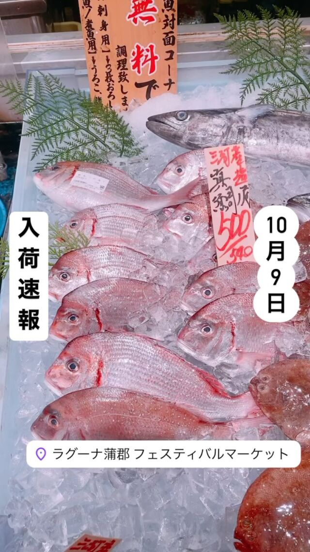 知多半島漁港から毎日直送！
セリ権を持ち鮮度にこだわる魚市場の鮮魚スタッフによる
今日のお魚紹介！  【2024.10.9 入荷速報】
今日のイチオシは【天然鯛】だぜ！  【天然鯛は今がお値打ちで脂ノリノリ塩焼き・煮付け・フライ・鯛めし何にでも！！】  魚が捌けなくても大丈夫👌
無料で下処理行います
毎日魚を扱うプロの魚屋にお任せ！  本日も沢山のピカピカ地魚と
活気あふれるスタッフで
皆様のご来店をお待ちしております！  ラグーナ蒲郡市場は
▶️鮮魚市場　▶️浜焼きバーベキューが併設しています  365日。予約なしで手ぶらでバーベキュー出来るなんてすごくない？  ラグーナテンボスのフェスティバルマーケット側観覧車🎡の下がお店だよ！  #魚太郎#魚太郎ラグーナ蒲郡店
#三河おでかけ
#蒲郡市お買い物
#魚市場 #鮮度にこだわる魚屋
#鯛