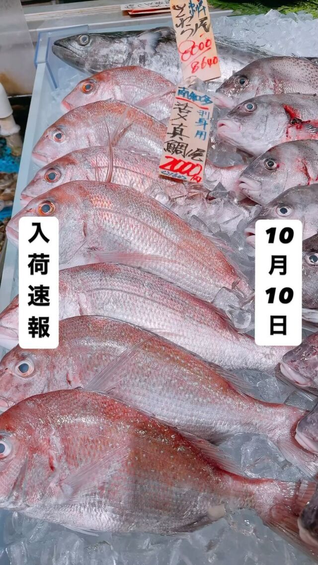 知多半島漁港から毎日直送！
セリ権を持ち鮮度にこだわる魚市場の鮮魚スタッフによる
今日のお魚紹介！  【2024.10.10 木曜日】
今日のイチオシは【天然鯛】だぜ！  【天然鯛は今がお値打ちで脂ノリノリ塩焼き・煮付け・フライ・鯛めし何にでも！！】  魚が捌けなくても大丈夫👌
無料で下処理行います
毎日魚を扱うプロの魚屋にお任せ！  本日も沢山のピカピカ地魚と
活気あふれるスタッフで
皆様のご来店をお待ちしております！  ラグーナ蒲郡市場は
▶️鮮魚市場　▶️浜焼きバーベキューが併設しています  365日。予約なしで手ぶらでバーベキュー出来るなんてすごくない？  ラグーナテンボスのフェスティバルマーケット側観覧車🎡の下がお店だよ！  #魚太郎#魚太郎ラグーナ蒲郡店
#三河おでかけ
#蒲郡市お買い物
#魚市場 #鮮度にこだわる魚屋
#鯛　#真鯛　#血鯛