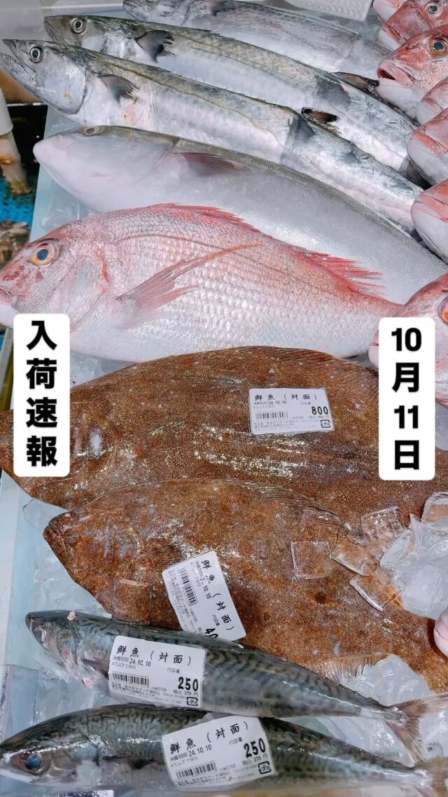 知多半島漁港から毎日直送！
セリ権を持ち鮮度にこだわる魚市場の鮮魚スタッフによる
今日のお魚紹介！  【2024.10.11 金曜日】
今日のイチオシは【鰆（サワラ）】だぜ！  【魚に春と書いて『鰆』春が旬かな？と思われますがここ愛知では秋に脂乗りが最高になる魚🐟です！生の刺身・炙り！塩焼きフライにしてもさいっこう〜に旨いんです‼️】  魚が捌けなくても大丈夫👌
無料で下処理行います
毎日魚を扱うプロの魚屋にお任せ！  本日も沢山のピカピカ地魚と
活気あふれるスタッフで
皆様のご来店をお待ちしております！  ラグーナ蒲郡市場は
▶️鮮魚市場　▶️浜焼きバーベキューが併設しています  365日。予約なしで手ぶらでバーベキュー出来るなんてすごくない？  ラグーナテンボスのフェスティバルマーケット側観覧車🎡の下がお店だよ！  #魚太郎#魚太郎ラグーナ蒲郡店
#三河おでかけ
#蒲郡市お買い物
#魚市場 #鮮度にこだわる魚屋
#サワラ　#鰆