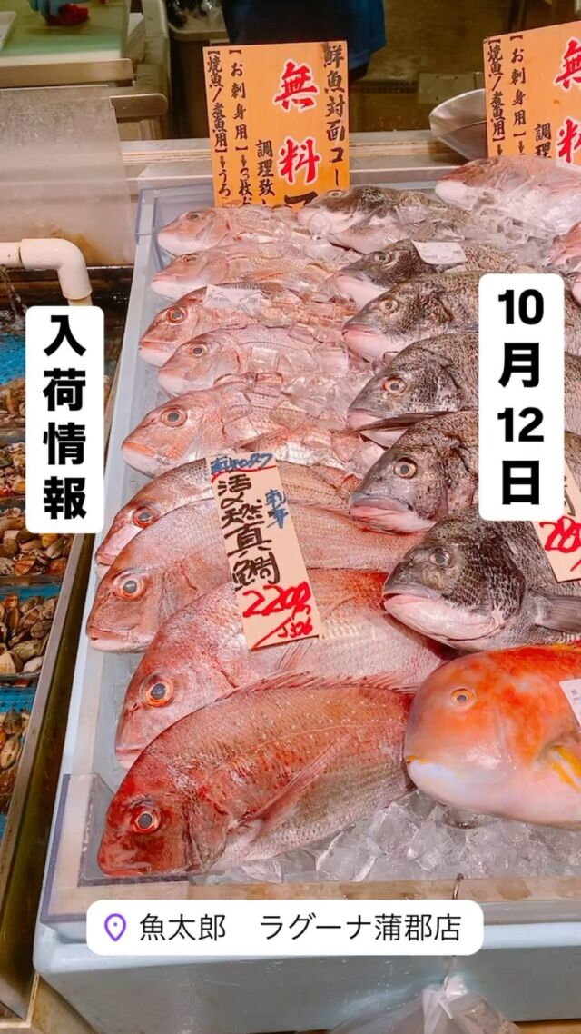 知多半島漁港から毎日直送！
セリ権を持ち鮮度にこだわる魚市場の鮮魚スタッフによる
今日のお魚紹介！  【2024.10.12 土曜日】
今日のイチオシは【カマス】だぜ！  【久しぶりに大きいサイズが入荷！脂乗り最高で塩焼きフライにしてもさいっこう〜に旨いんです‼️】  魚が捌けなくても大丈夫👌
無料で下処理行います
毎日魚を扱うプロの魚屋にお任せ！  本日も沢山のピカピカ地魚と
活気あふれるスタッフで
皆様のご来店をお待ちしております！  ラグーナ蒲郡市場は
▶️鮮魚市場　▶️浜焼きバーベキューが併設しています  365日。予約なしで手ぶらでバーベキュー出来るなんてすごくない？  ラグーナテンボスのフェスティバルマーケット側観覧車🎡の下がお店だよ！  #魚太郎#魚太郎ラグーナ蒲郡店
#三河おでかけ
#蒲郡市お買い物
#魚市場 #鮮度にこだわる魚屋