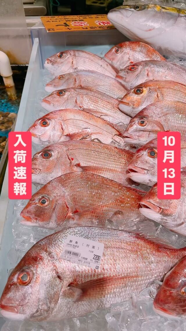 知多半島漁港から毎日直送！
セリ権を持ち鮮度にこだわる魚市場の鮮魚スタッフによる
今日のお魚紹介！  【2024.10.13 日曜日】
今日のイチオシは【ブリ】だぜ！  【これからが旨いブリ‼️お刺身で是非👍脂乗りは少ないので今の時期はさっぱり旨い😋ぶり大根にしても最高かも😆】  魚が捌けなくても大丈夫👌
無料で下処理行います
毎日魚を扱うプロの魚屋にお任せ！  本日も沢山のピカピカ地魚と
活気あふれるスタッフで
皆様のご来店をお待ちしております！  ラグーナ蒲郡市場は
▶️鮮魚市場　▶️浜焼きバーベキューが併設しています  365日。予約なしで手ぶらでバーベキュー出来るなんてすごくない？  ラグーナテンボスのフェスティバルマーケット側観覧車🎡の下がお店だよ！  #魚太郎#魚太郎ラグーナ蒲郡店
#三河おでかけ
#蒲郡市お買い物
#魚市場 #鮮度にこだわる魚屋
#ブリ