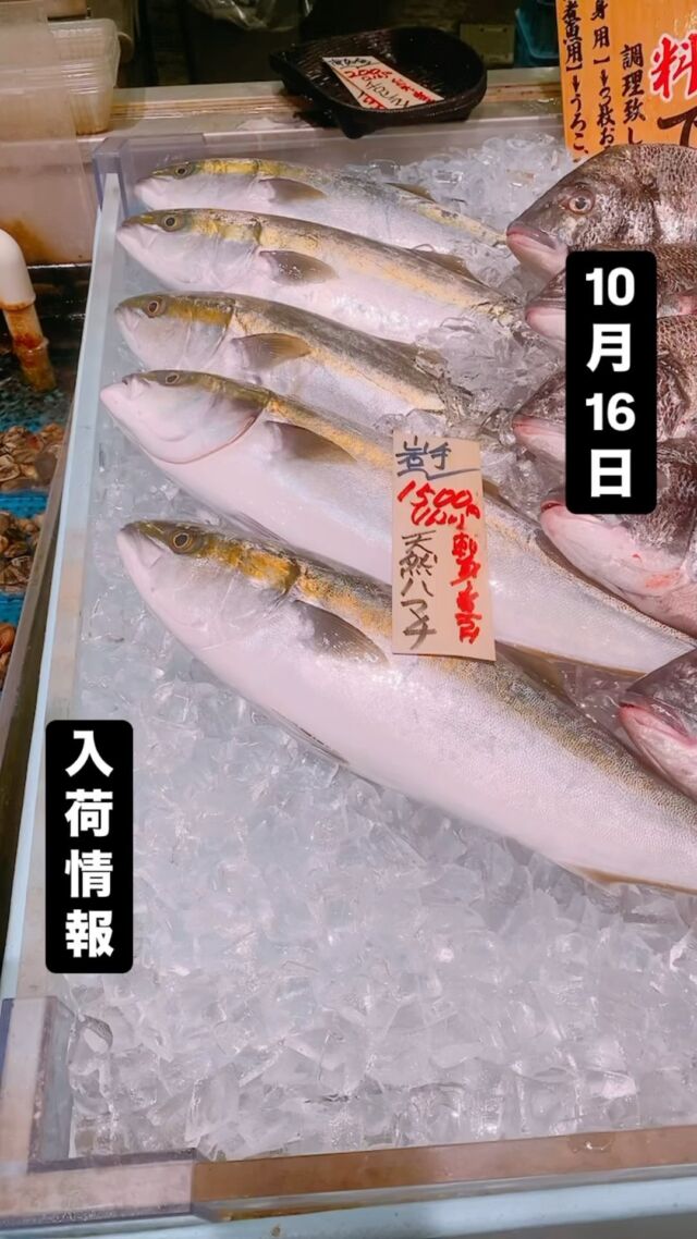 知多半島漁港から毎日直送！
セリ権を持ち鮮度にこだわる魚市場の鮮魚スタッフによる
今日のお魚紹介！  【2024.10.16 水曜日】
今日のイチオシは【黒鯛】だぜ！  【身もしっかりして、脂乗りも良くなってきました！刺身はもちろん、フライやムニエルでも旨いんよ😋]  魚が捌けなくても大丈夫👌
無料で下処理行います
毎日魚を扱うプロの魚屋にお任せ！  本日も沢山のピカピカ地魚と
活気あふれるスタッフで
皆様のご来店をお待ちしております！  ラグーナ蒲郡市場は
▶️鮮魚市場　▶️浜焼きバーベキューが併設しています  365日。予約なしで手ぶらでバーベキュー出来るなんてすごくない？  ラグーナテンボスのフェスティバルマーケット側観覧車🎡の下がお店だよ！  #魚太郎#魚太郎ラグーナ蒲郡店
#三河おでかけ
#蒲郡市お買い物
#魚市場 #鮮度にこだわる魚屋
#黒鯛