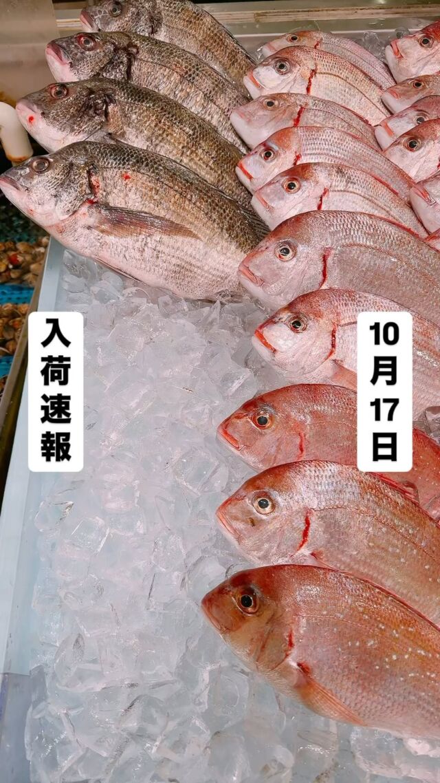 知多半島漁港から毎日直送！
セリ権を持ち鮮度にこだわる魚市場の鮮魚スタッフによる
今日のお魚紹介！  【2024.10.17 木曜日】
今日のイチオシは【サワラ】だぜ！  【ココ愛知では春ではなく秋が旬‼️脂乗り最高で塩焼き・生の刺身・炙りでどうぞ👍】  魚が捌けなくても大丈夫👌
無料で下処理行います
毎日魚を扱うプロの魚屋にお任せ！  本日も沢山のピカピカ地魚と
活気あふれるスタッフで
皆様のご来店をお待ちしております！  ラグーナ蒲郡市場は
▶️鮮魚市場　▶️浜焼きバーベキューが併設しています  365日。予約なしで手ぶらでバーベキュー出来るなんてすごくない？  ラグーナテンボスのフェスティバルマーケット側観覧車🎡の下がお店だよ！  #魚太郎#魚太郎ラグーナ蒲郡店
#三河おでかけ
#蒲郡市お買い物
#魚市場 #鮮度にこだわる魚屋
#サワラ