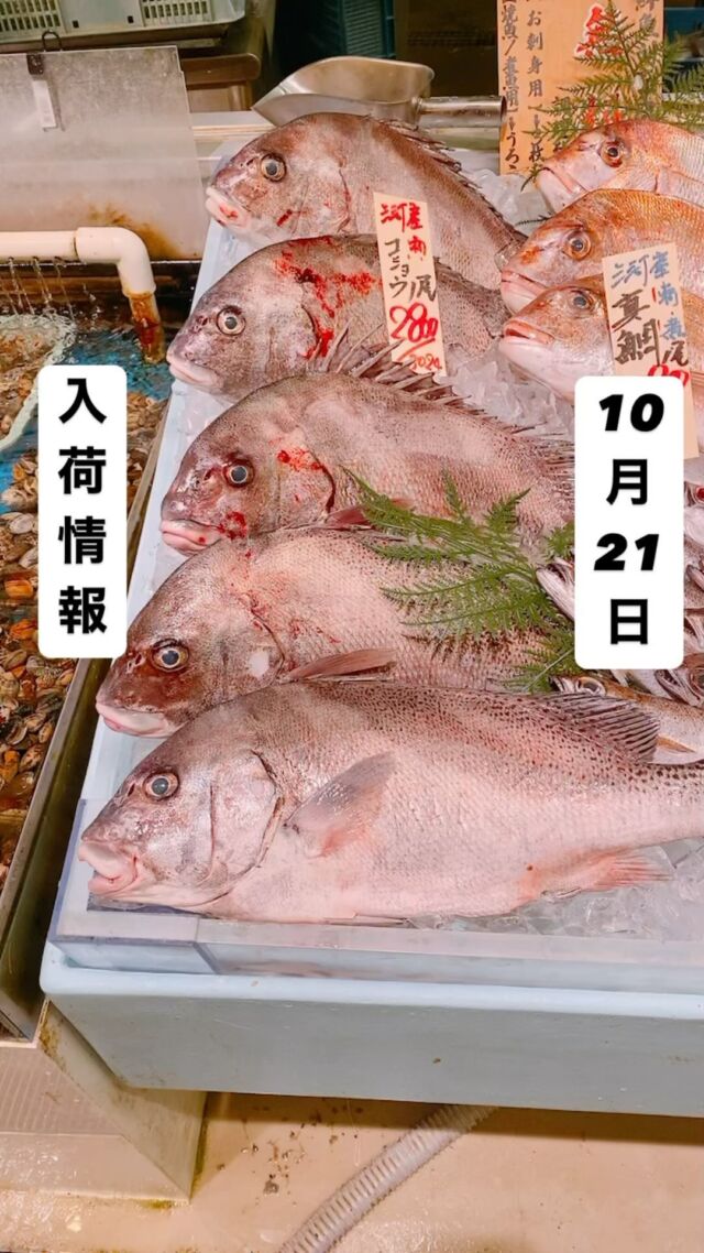 知多半島漁港から毎日直送！
セリ権を持ち鮮度にこだわる魚市場の鮮魚スタッフによる
今日のお魚紹介！  【2024.10.21 月曜日]
今日のイチオシは【コショウ鯛】  【久しぶりに刺身用の大きいサイズが入荷！身もコリコリだぜ！]  魚が捌けなくても大丈夫👌
無料で下処理行います
毎日魚を扱うプロの魚屋にお任せ！  本日も沢山のピカピカ地魚と
活気あふれるスタッフで
皆様のご来店をお待ちしております！  ラグーナ蒲郡市場は
▶️鮮魚市場　▶️浜焼きバーベキューが併設しています  365日。予約なしで手ぶらでバーベキュー出来るなんてすごくない？  ラグーナテンボスのフェスティバルマーケット側観覧車🎡の下がお店だよ！  #魚太郎#魚太郎ラグーナ蒲郡店
#三河おでかけ
#蒲郡市お買い物
#魚市場 #鮮度にこだわる魚屋
#コショウ鯛