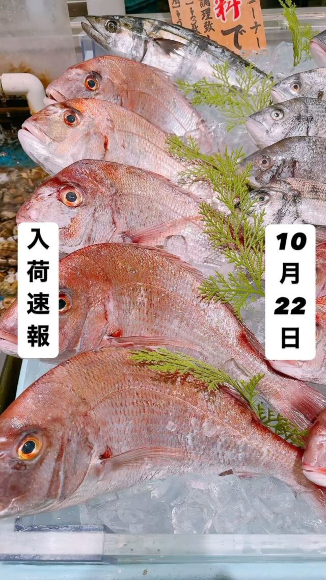 知多半島漁港から毎日直送！
セリ権を持ち鮮度にこだわる魚市場の鮮魚スタッフによる
今日のお魚紹介！  【2024.10.22 火曜日】
今日のイチオシは【鯛（タイ）】だぜ！  【脂乗りも良き❤️締め物は刺身に‼️塩焼きはしっとり😌フライは衣サックサクの身はふわふわで旨い！！】  魚が捌けなくても大丈夫👌
無料で下処理行います
毎日魚を扱うプロの魚屋にお任せ！  本日も沢山のピカピカ地魚と
活気あふれるスタッフで
皆様のご来店をお待ちしております！  ラグーナ蒲郡市場は
▶️鮮魚市場　▶️浜焼きバーベキューが併設しています  365日。予約なしで手ぶらでバーベキュー出来るなんてすごくない？  ラグーナテンボスのフェスティバルマーケット側観覧車🎡の下がお店だよ！  #魚太郎#魚太郎ラグーナ蒲郡店
#三河おでかけ
#蒲郡市お買い物
#魚市場 #鮮度にこだわる魚屋
#タイ