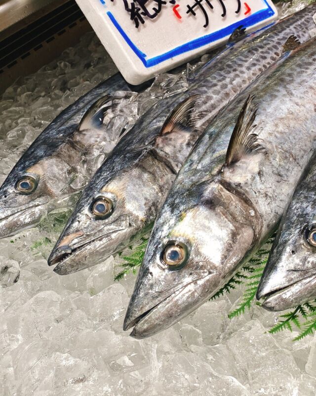 知多半島漁港から、
ピカピカの地魚を＼毎日を直送／
海の真ん前にある巨大鮮魚市場　
@uotaro.honten です！  さわら、刺身で食べたことありますか？
スーパーで【さわら】よく見かけますよね？
西京漬けや、塩焼き用の切身など、さわら＝焼魚のイメージありますよね。  魚太郎では、さわらと言ったら刺身！
漁師さんも大好物の【さわらの刺身】です！！  魚太郎がさわらを刺身で激押しする理由。  ①抜群の鮮度だから
②一度食べれば、誰もが納得の旨さだから  それだけ？？　と思いますか？？  さわらはとてもデリケートで傷みやすい魚。
だからスーパーではなかなか刺身で見かけないんです。  漁港からすぐの魚太郎だから手に入るのが、“”この鮮度””なんです！！  旨いからって・・・食べてみないと信じられないですよね（笑）
そう！まずは食べて欲しい。  秋のさわらの旨さをしる方は
１本で買う方も結構多いですが
大きな魚なので
刺身用の柵や、刺身の盛り合わせ、切り身などで
ご用意もしています☺  ————————————
魚太郎本店
📌鮮魚市場　
⏰営業時間　平日：9-16：30（水は16：00）
　　　土日祝　8：30-17：00
📞0569-82-6188
🐟毎日の水揚げによって地魚などは品揃えが変動します
🐟毎日の魚の入荷情報は公式HPと公式Xにて毎日更新  🅿600台無料
👉併設の　市場食堂は魚食堂おいしい刺身定食ならここ
📞0569-84-8866
👉併設の　浜焼きBBQは年中無休・手ぶらでOK・予約なしOK
📞0569-82-6212
👉併設の　旨いもの屋台では気軽に海鮮丼ランチ  #魚太郎 #魚太郎本店　#愛知おでかけ　#知多半島おでかけ　#さわら刺身　#とろさわら　#鮮度にこだわる　#漁港直送　#魚市場　#魚屋さん