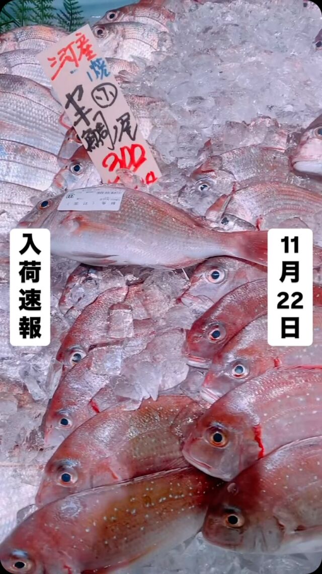 知多半島漁港から毎日直送！
セリ権を持ち鮮度にこだわる魚市場の鮮魚スタッフによる
今日のお魚紹介！  【2024.11.22 金曜日】
今日のイチオシは【天然鯛】だぜ！  【ここ最近豊漁でお値段もお値打ちに入荷してます‼︎🐟刺身ではもちろん煮付け・塩焼きにしてもふわふわでウマ〜い‼️】  魚が捌けなくても大丈夫👌
無料で下処理行います
毎日魚を扱うプロの魚屋にお任せ！  本日も沢山のピカピカ地魚と‼️
活気あふれるスタッフで
皆様のご来店をお待ちしております！  ラグーナ蒲郡市場は
▶️鮮魚市場　▶️浜焼きバーベキューが併設しています  365日。予約なしで手ぶらでバーベキュー出来るなんてすごくない？  ラグーナテンボスのフェスティバルマーケット側観覧車🎡の下がお店だよ！  #魚太郎#魚太郎ラグーナ蒲郡店
#三河おでかけ
#蒲郡市お買い物
#魚市場 #鮮度にこだわる魚屋
#天然鯛