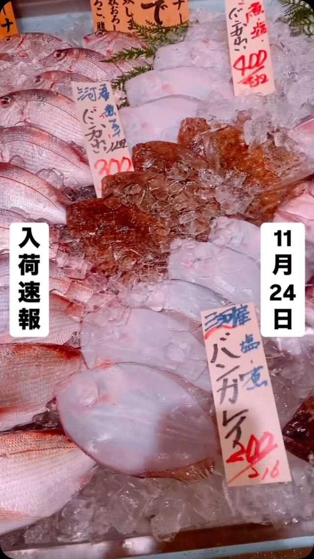 知多半島漁港から毎日直送！
セリ権を持ち鮮度にこだわる魚市場の鮮魚スタッフによる
今日のお魚紹介！  【2024.11.24 土曜日】
今日のイチオシは【天然鯛】だぜ！  【脂乗り抜群‼️寒い日には切身にして鍋🍲が旨い
もちろん刺身でも、湯引きになんかしても皮目がコリコリで旨いんよ❤️】  魚が捌けなくても大丈夫👌
無料で下処理行います
毎日魚を扱うプロの魚屋にお任せ！  本日も沢山のピカピカ地魚と‼️
活気あふれるスタッフで
皆様のご来店をお待ちしております！  ラグーナ蒲郡市場は
▶️鮮魚市場　▶️浜焼きバーベキューが併設しています  365日。予約なしで手ぶらでバーベキュー出来るなんてすごくない？  ラグーナテンボスのフェスティバルマーケット側観覧車🎡の下がお店だよ！  #魚太郎#魚太郎ラグーナ蒲郡店
#三河おでかけ
#蒲郡市お買い物
#魚市場 #鮮度にこだわる魚屋
#真鯛　#天然魚