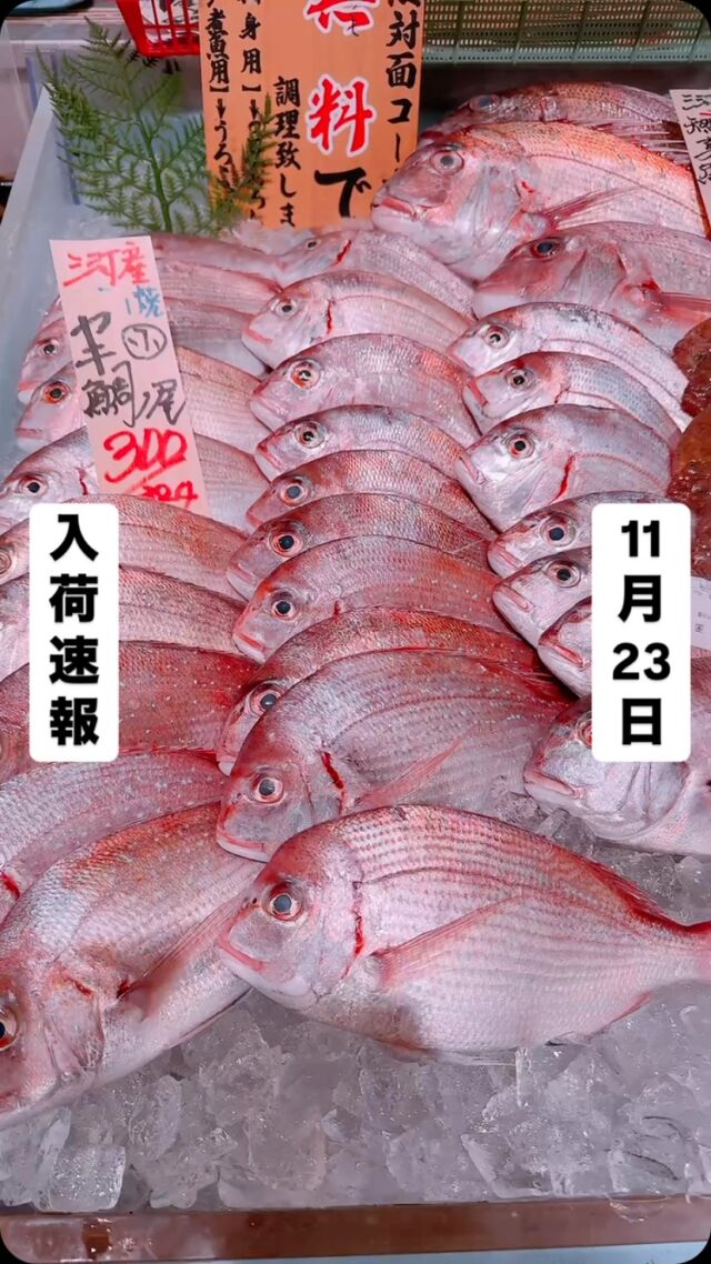 知多半島漁港から毎日直送！
セリ権を持ち鮮度にこだわる魚市場の鮮魚スタッフによる
今日のお魚紹介！  【2024.11.23 土曜日】
今日のイチオシは【天然鯛】だぜ！  【脂乗り抜群‼️寒い日には切身にして鍋🍲が旨い
もちろん刺身でも、湯引きになんかしても皮目がコリコリで旨いんよ❤️】  魚が捌けなくても大丈夫👌
無料で下処理行います
毎日魚を扱うプロの魚屋にお任せ！  本日も沢山のピカピカ地魚と‼️
活気あふれるスタッフで
皆様のご来店をお待ちしております！  ラグーナ蒲郡市場は
▶️鮮魚市場　▶️浜焼きバーベキューが併設しています  365日。予約なしで手ぶらでバーベキュー出来るなんてすごくない？  ラグーナテンボスのフェスティバルマーケット側観覧車🎡の下がお店だよ！  #魚太郎#魚太郎ラグーナ蒲郡店
#三河おでかけ
#蒲郡市お買い物
#魚市場 #鮮度にこだわる魚屋
#真鯛　#天然魚 #地魚