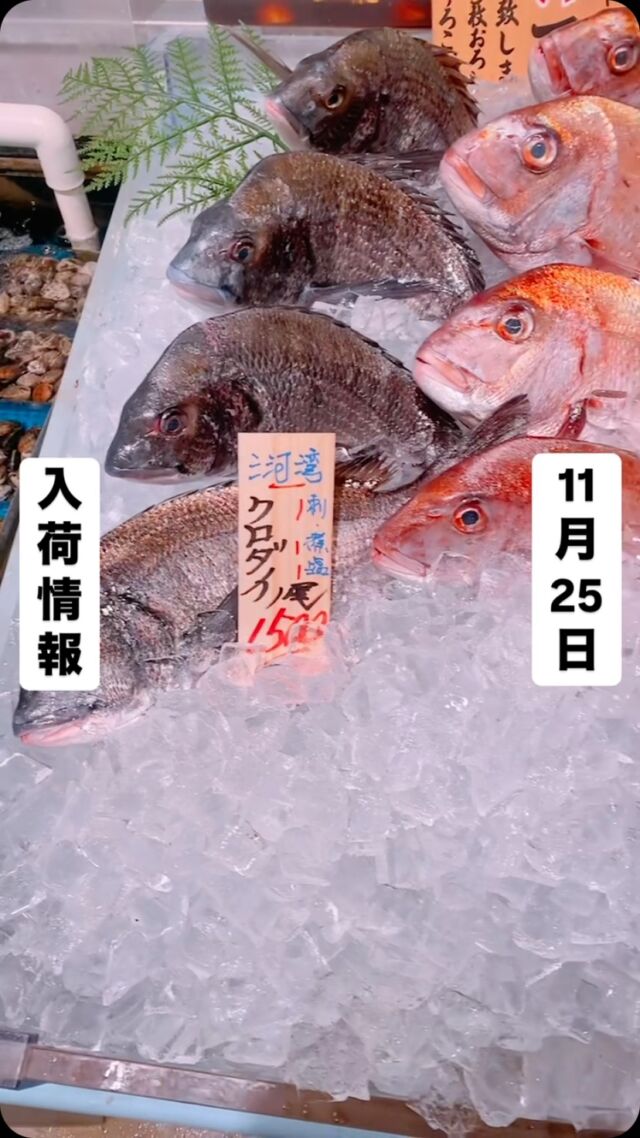 知多半島漁港から毎日直送！
セリ権を持ち鮮度にこだわる魚市場の鮮魚スタッフによる
今日のお魚紹介！  【2024.11.25 月曜日】
今日のイチオシは【天然鯛】だぜ！  【脂乗り抜群‼️寒い日には切身にして鍋🍲が旨い
もちろん刺身でも、湯引きになんかしても皮目がコリコリで旨いんよ❤️】  魚が捌けなくても大丈夫👌
無料で下処理行います
毎日魚を扱うプロの魚屋にお任せ！  本日も沢山のピカピカ地魚と‼️
活気あふれるスタッフで
皆様のご来店をお待ちしております！  ラグーナ蒲郡市場は
▶️鮮魚市場　▶️浜焼きバーベキューが併設しています  365日。予約なしで手ぶらでバーベキュー出来るなんてすごくない？  ラグーナテンボスのフェスティバルマーケット側観覧車🎡の下がお店だよ！  #魚太郎#魚太郎ラグーナ蒲郡店
#三河おでかけ
#蒲郡市お買い物
#魚市場 #鮮度にこだわる魚屋
#真鯛　#天然魚