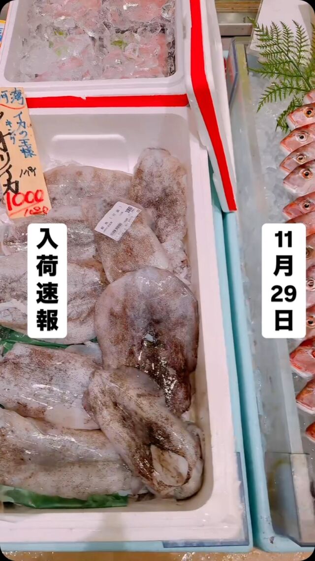 知多半島漁港から毎日直送！
セリ権を持ち鮮度にこだわる魚市場の鮮魚スタッフによる
今日のお魚紹介！  【2024.11.29 金曜日】
今日のイチオシは【黒鯛】だぜ！  【脂乗り抜群‼️寒くなるこの季節から旨くなる‼️
『寒黒（カングロ）』と呼ばれ真鯛に負けない魚です🐟刺身でも煮付けにしてもホロホロで旨いんよ】  魚が捌けなくても大丈夫👌
無料で下処理行います
毎日魚を扱うプロの魚屋にお任せ！  本日も沢山のピカピカ地魚と‼️
活気あふれるスタッフで
皆様のご来店をお待ちしております！  ラグーナ蒲郡市場は
▶️鮮魚市場　▶️浜焼きバーベキューが併設しています  365日。予約なしで手ぶらでバーベキュー出来るなんてすごくない？  ラグーナテンボスのフェスティバルマーケット側観覧車🎡の下がお店だよ！  #魚太郎#魚太郎ラグーナ蒲郡店
#三河おでかけ
#蒲郡市お買い物
#魚市場 #鮮度にこだわる魚屋
#黒鯛