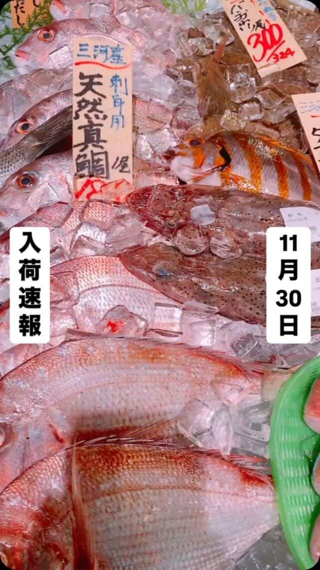 知多半島漁港から毎日直送！
セリ権を持ち鮮度にこだわる魚市場の鮮魚スタッフによる
今日のお魚紹介！  【2024.11.30 土曜日】
今日のイチオシは【スズキ】だぜ！  【これから時期比較的安価で入荷することが多い魚で鯛と同じく万能魚です🐟刺身ではもちろん煮付け・鍋・ムニエル・しゃぶしゃぶ何にしても旨いんよ】  魚が捌けなくても大丈夫👌
無料で下処理行います
毎日魚を扱うプロの魚屋にお任せ！  本日も沢山のピカピカ地魚と‼️
活気あふれるスタッフで
皆様のご来店をお待ちしております！  ラグーナ蒲郡市場は
▶️鮮魚市場　▶️浜焼きバーベキューが併設しています  365日。予約なしで手ぶらでバーベキュー出来るなんてすごくない？  ラグーナテンボスのフェスティバルマーケット側観覧車🎡の下がお店だよ！  #魚太郎#魚太郎ラグーナ蒲郡店
#三河おでかけ
#蒲郡市お買い物
#魚市場 #鮮度にこだわる魚屋
#スズキ