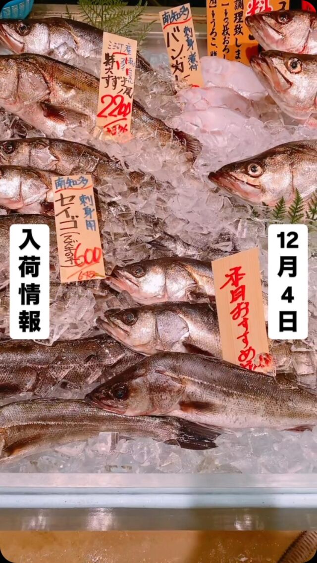 鮮魚スタッフのお魚紹介🐟  今日の一押しは【スズキ】  白身の淡白な味わい👍
刺身はもちろん寒い日には鍋に入れても
クセがなくてお子様でも食べやすい‼️  魚が捌けなくても大丈夫
無料で下処理行います！  #魚太郎ラグーナ蒲郡  uotaro.com/laguna/