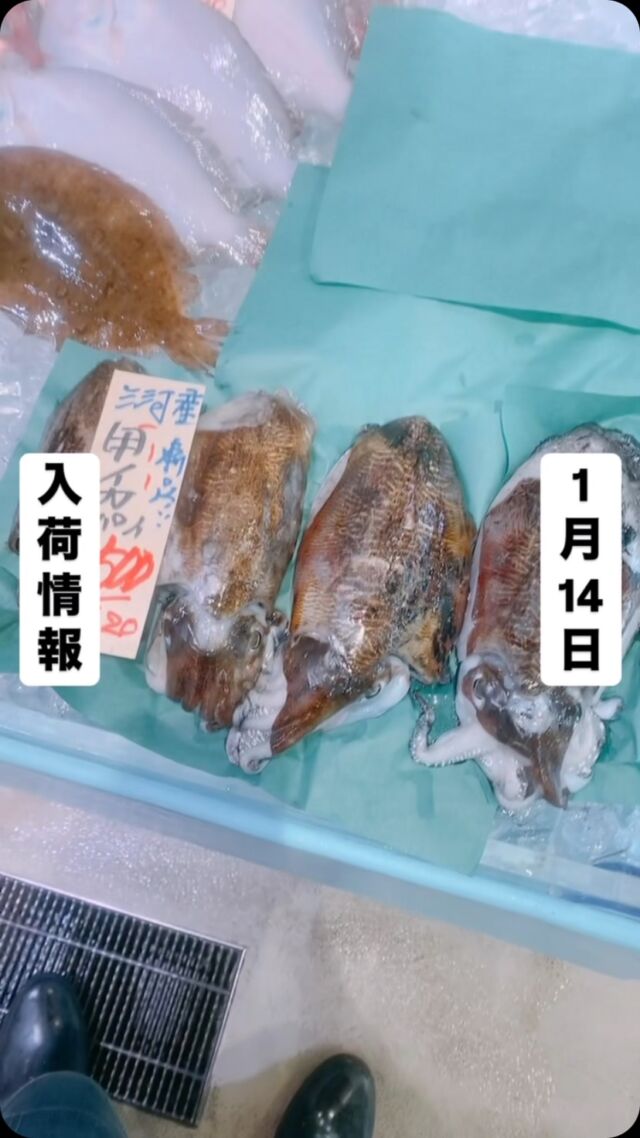 魚太郎ラグーナ蒲郡店（フェスティバルマーケット1F)
鮮魚スタッフの今日のお魚紹介！  2025.1.14 火曜日
今日の一押しは【茹でたて渡り蟹】だぜ！  久しぶりに渡り蟹が入荷‼️
朝から茹でたてを販売してます。今日のは内子も入って
さらに旨い😋  魚が捌けなくても大丈夫
無料で下処理行います
毎日魚を扱うプロの魚屋にお任せ！  本日も沢山のピカピカの地魚の
活気あふれるスタッフで
皆様のご来店をお待ちしております！  #魚太郎 #魚太郎ラグーナ蒲郡店　
#蒲郡市魚屋　＃三河魚屋さん　#鮮魚市場　
#魚市場　#鮮度にこだわる魚屋　#新鮮な地魚が買えるお店
#渡り蟹