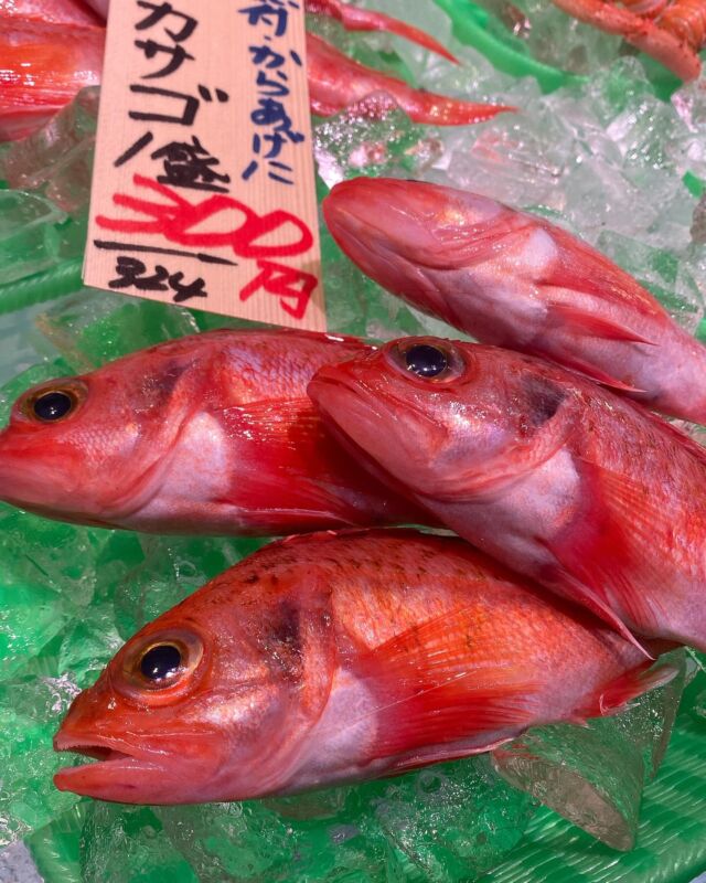 魚太郎ラグーナ蒲郡店（フェスティバルマーケット1F)
鮮魚スタッフの今日のお魚紹介！  2025.02.14  今日の一押しは【ユメカサゴ！！！！】だぜ！  スーパーではあまり見かけない、珍しいお魚ですが、
魚太郎では定番のお魚です☺️
名前のとおり、カサゴと同じように煮付けが美味しい🤤
手のひらに乗るほどのサイズですが、しっかり身があり、美味です👍
このサイズ感ならではのお料理が唐揚げ‼️
頭ごとそのまま開いて油の中へ‼️
パリパリっと骨まで食べることができ、絶品です🙌  今日はキンシロウエビも入荷🦐
なかなかの大きめサイズなので、お刺身でも美味しいです👍
頭には味噌がたっぷり入っているので、ぜひお味噌汁でお召し上がりください😆
旨みたっぷりのお出汁がたまりません😋  お鍋商材、春の海藻わかめなど、まだまだたくさんございます🙌  今日は出来立て干物、豆鯛のみりん干しあります🐟  魚が捌けなくても大丈夫
無料で下処理行います
毎日魚を扱うプロの魚屋にお任せ！  本日も沢山のピカピカの地魚の
活気あふれるスタッフで
皆様のご来店をお待ちしております！  #魚太郎 #魚太郎ラグーナ蒲郡店　
#蒲郡市魚屋　#三河魚屋さん　#鮮魚市場　
#魚市場　#鮮度にこだわる魚屋　#新鮮な地魚が買えるお店
#ゆめかさご　＃キンシロウエビ