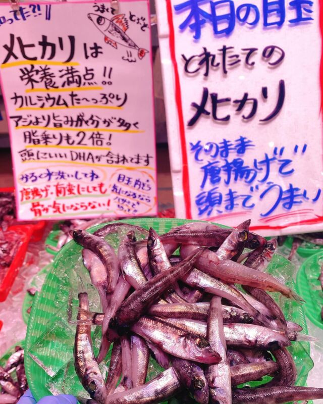 魚太郎ラグーナ蒲郡店（フェスティバルマーケット1F)
鮮魚スタッフの今日のお魚紹介！  2025.02.18  今日の一押しは【めひかり！！！！】だぜ！  昨日に引き続き採れたてメヒカリ入荷です！！
朝に漁師さんがお届けしてくれました🙌
盛り盛り入ってますよ🤩
この盛り方魚太郎だけ！！ぜひ、お越しください😆  メヒカリといえば、からあげです‼️
頭も食べれる小さめサイズですので、片栗粉まぶして揚げるだけ👍
この機会にからあげチャレンジいかがですか？？  魚太郎では、メヒカリの佃煮、メヒカリの唐揚げなど、メヒカリ商品色々ございます☺️☺️  今日はめかぶも入荷です🙌
今の時期だけのもの、堪能してください😋  魚が捌けなくても大丈夫
無料で下処理行います
毎日魚を扱うプロの魚屋にお任せ！  本日も沢山のピカピカの地魚の
活気あふれるスタッフで
皆様のご来店をお待ちしております！  #魚太郎 #魚太郎ラグーナ蒲郡店　
#蒲郡市魚屋　#三河魚屋さん　#鮮魚市場　
#魚市場　#鮮度にこだわる魚屋　#新鮮な地魚が買えるお店
#メヒカリ