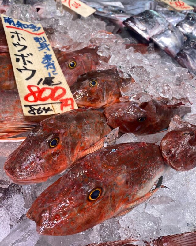 魚太郎ラグーナ蒲郡店（フェスティバルマーケット1F)
鮮魚スタッフの今日のお魚紹介！  2025.02.15  今日の一押しは【ホウボウ！！！！】だぜ！  今日のホウボウはサイズも良き‼️
ぜひ、お刺身で食べてみてください😋
甘みがあって、脂乗り良きです‼️
ポン酢で食べるのもオススメですよ😆
お鍋、アクアパッツァ、煮付けも美味しい👍  今日は地物のスズキがオススメです！
刺身の盛り合わせ、厚切りの切身、塩焼きなどなど🐟
地物たっぷりのお寿司盛り合わせもあります！！  今日もやります！揚げたてフライ！！
そして、マグロの解体ショー🙌
今日は12時30分からの開催です🐟
ぜひ、お越しくださいませ👍  魚が捌けなくても大丈夫
無料で下処理行います
毎日魚を扱うプロの魚屋にお任せ！  本日も沢山のピカピカの地魚の
活気あふれるスタッフで
皆様のご来店をお待ちしております！  #魚太郎 #魚太郎ラグーナ蒲郡店　
#蒲郡市魚屋　#三河魚屋さん　#鮮魚市場　
#魚市場　#鮮度にこだわる魚屋　#新鮮な地魚が買えるお店
#ホウボウ　#スズキ