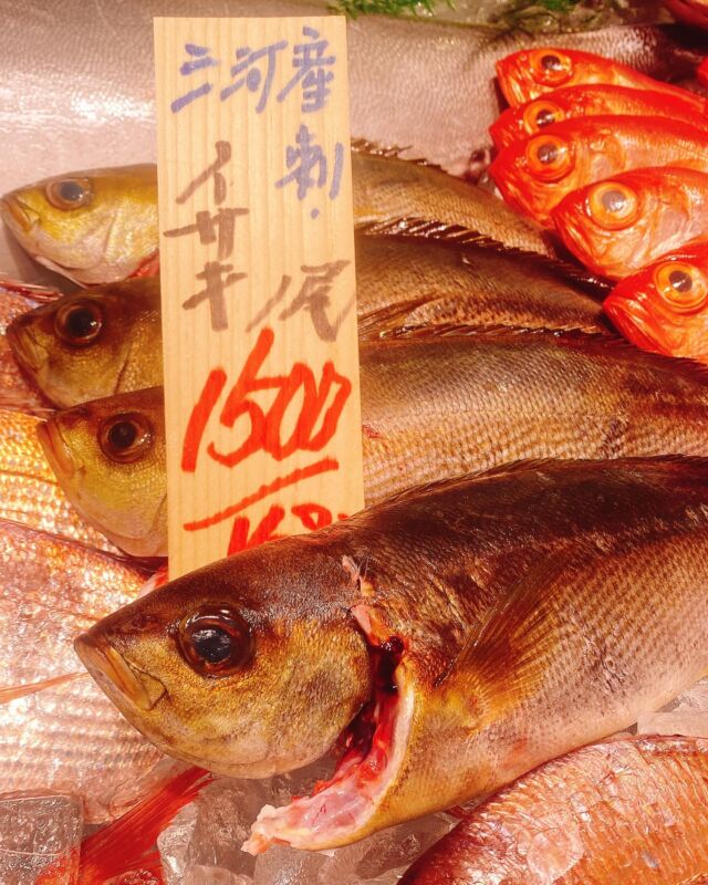 魚太郎ラグーナ蒲郡店（フェスティバルマーケット1F)
鮮魚スタッフの今日のお魚紹介！  2025.03.18  今日の一押しは【イサキ！！！！】だぜ！  皮をパリッと焼くと絶品！！
イサキの塩焼き、食べてみてください😋
三枚おろしをして、皮目を炙って食べるのもオススメ‼️
皮と身の間の脂が最高です😆  魚が捌けなくても大丈夫
無料で下処理行います
毎日魚を扱うプロの魚屋にお任せ！  本日も沢山のピカピカの地魚の
活気あふれるスタッフで
皆様のご来店をお待ちしております！  #魚太郎 #魚太郎ラグーナ蒲郡店　
#蒲郡市魚屋　#三河魚屋さん　#鮮魚市場　
#魚市場　#鮮度にこだわる魚屋　#新鮮な地魚が買えるお店
#イサキ