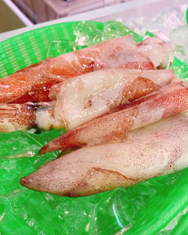 魚太郎ラグーナ蒲郡店（フェスティバルマーケット1F)
鮮魚スタッフの今日のお魚紹介！  2025.03.24  今日の一押しは【コイカ！！！！】だぜ！  塩茹でサイズよりも少し大きめが入荷！
お刺身や煮付けがオススメです😋
甘みがあり、食べ応え抜群🙌
しょうが醤油でお召し上がりください‼️  お刺身サイズのシロギスも数量限定ですが、ございます🐟
塩焼きも美味しいかも🤤🤤  出来立て惣菜、握り立てお寿司どしどし出てきます👍  魚が捌けなくても大丈夫
無料で下処理行います
毎日魚を扱うプロの魚屋にお任せ！  本日も沢山のピカピカの地魚の
活気あふれるスタッフで
皆様のご来店をお待ちしております！  #魚太郎 #魚太郎ラグーナ蒲郡店　
#蒲郡市魚屋　#三河魚屋さん　#鮮魚市場　
#魚市場　#鮮度にこだわる魚屋　#新鮮な地魚が買えるお店
#コイカ